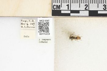 Media type: image;   Entomology 771219 Aspect: Labels